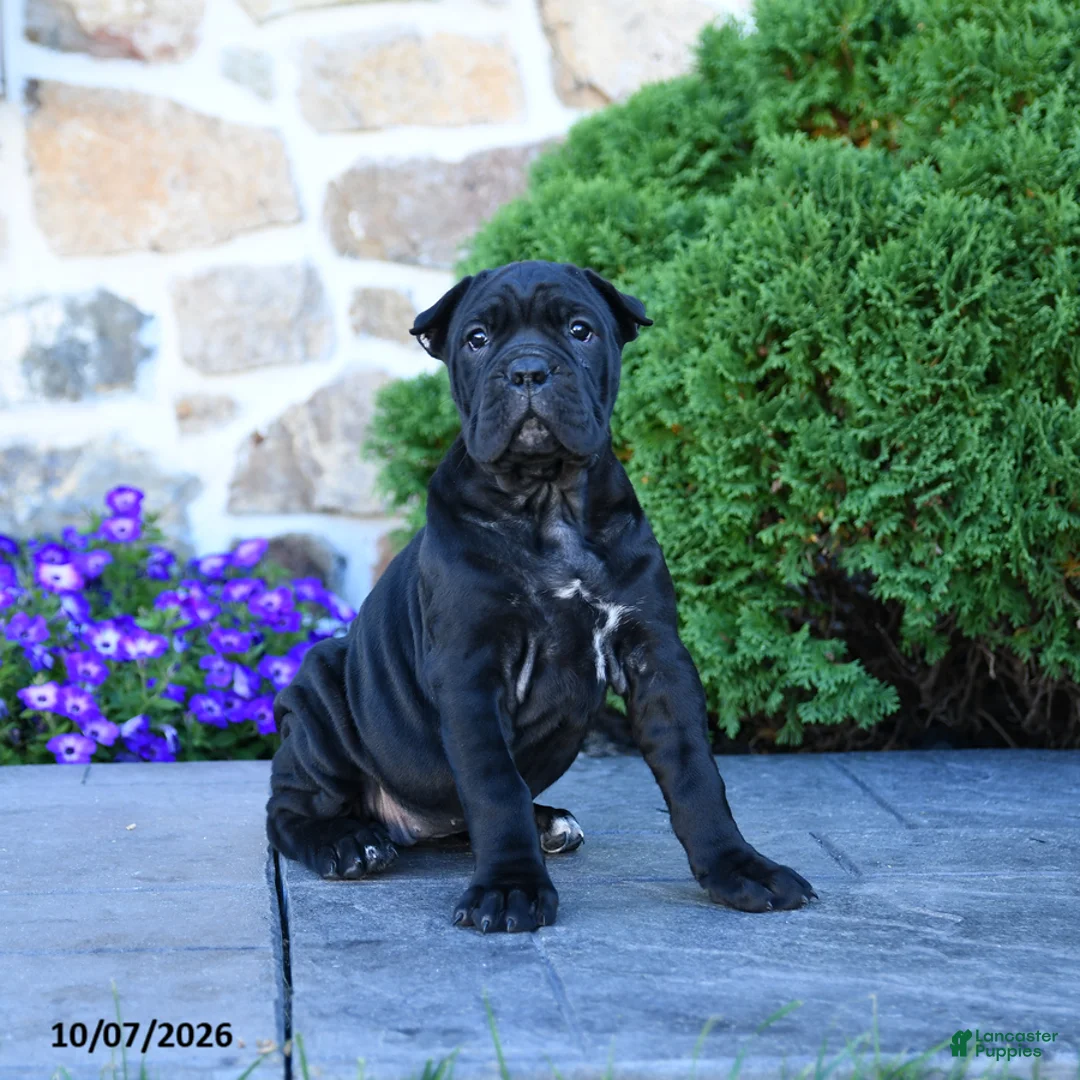 Cane Corso dogs for sale: Brooke - Ad 1