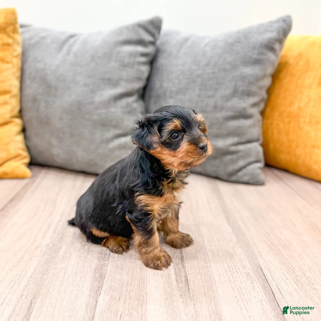 Yorkshire Terrier dogs for sale: Ranger - Ad 6
