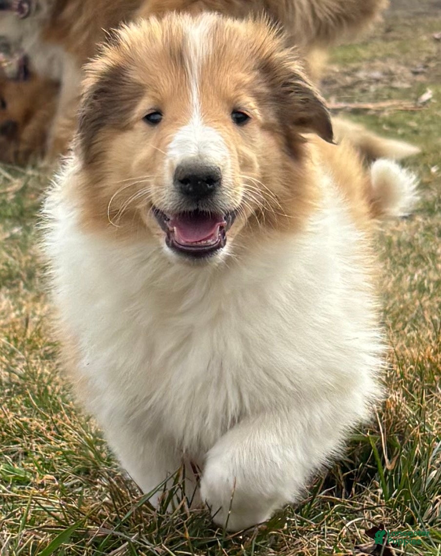 Collie dogs June - Ad 9