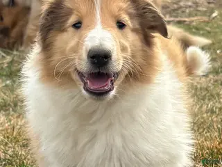 Collie dogs June - Ad 9