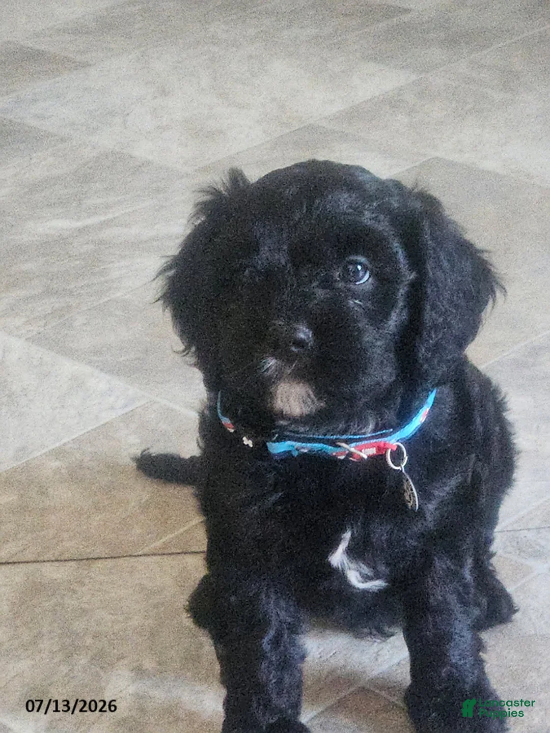 Cavapoo dogs for sale: Gus - Ad 3