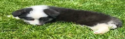 Mixed Breed dogs for sale: Maple - Ad 2