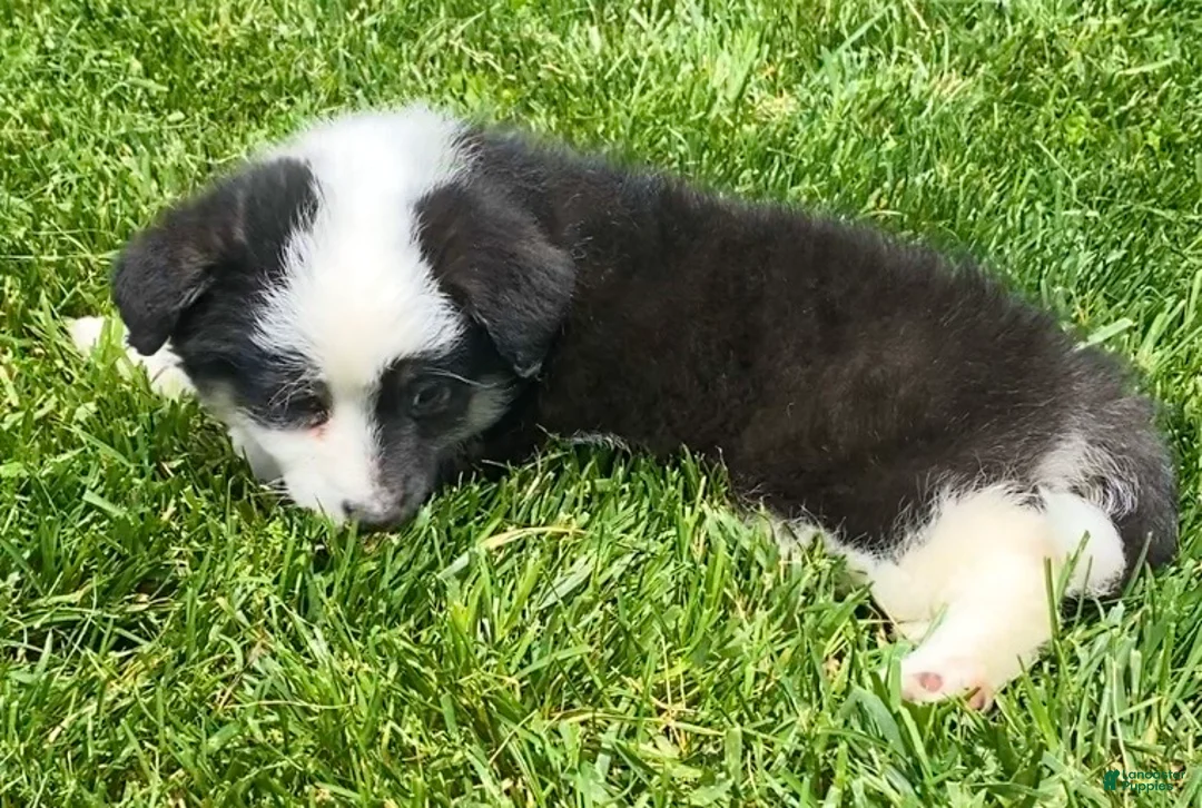 Mixed Breed dogs for sale: Maple - Ad 2