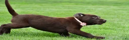 Labrador Retriever dogs for sale: Roxy - Ad 6