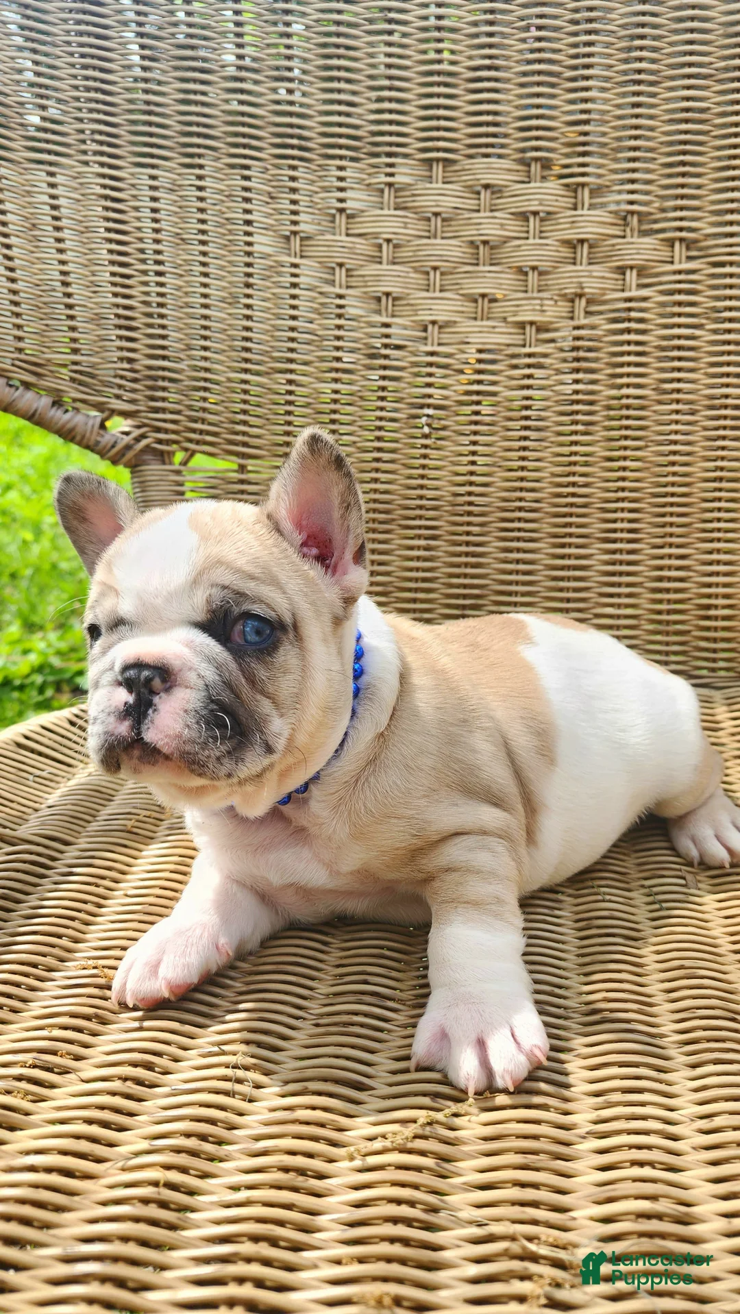 French Bulldog dogs for sale: French Bulldog Puppy 3 - Ad 1