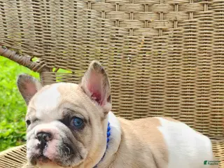 French Bulldog dogs for sale: French Bulldog Puppy 3 - Ad 3