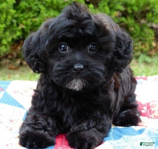 Shihpoo dogs Shihpoo 1 - Ad 11