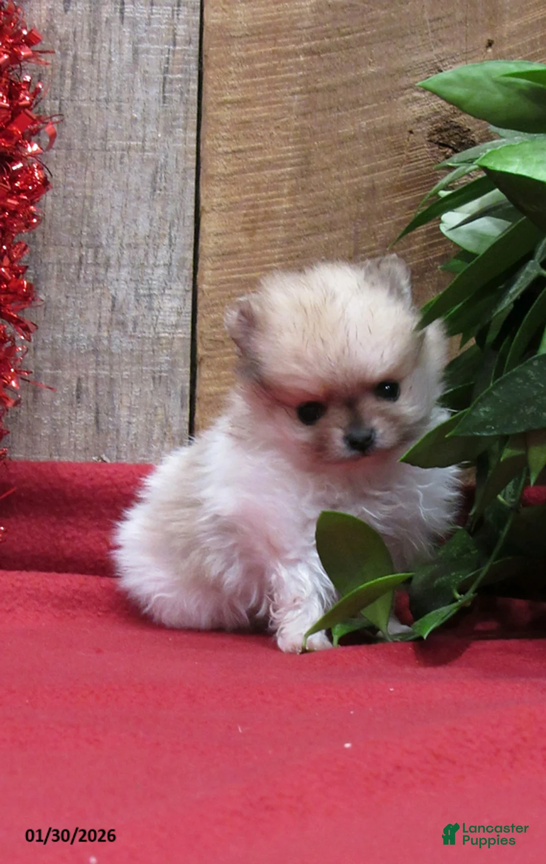 Pomeranian dogs for sale: Minnie - Ad 5