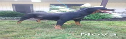 Rottweiler dogs for sale: Ted - Ad 9