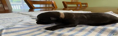 Belgian Malinois 11