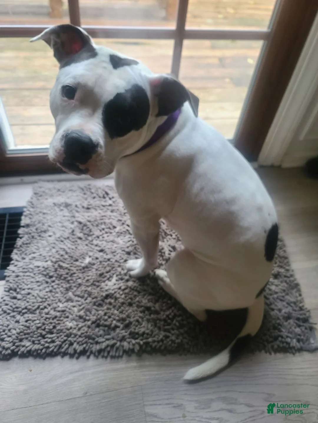 American Pit Bull Terrier dogs for sale: Lucy - Ad 6