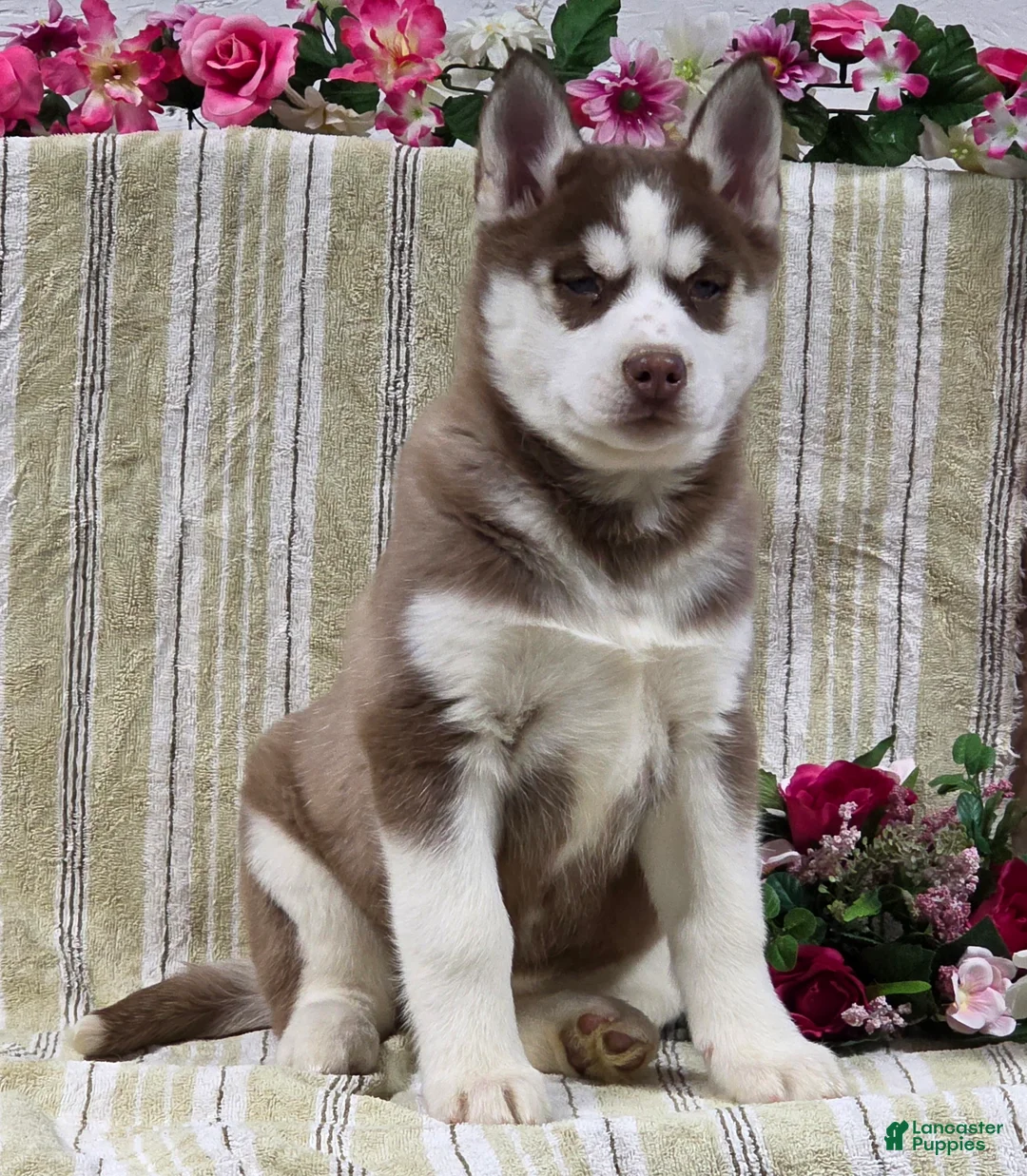 Siberian Husky dogs for sale: Daisy - Ad 1