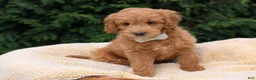 Mini Goldendoodle dogs for sale: Brody - Ad 6