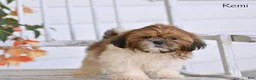 Shih Tzu dogs for sale: Remi - Ad 3