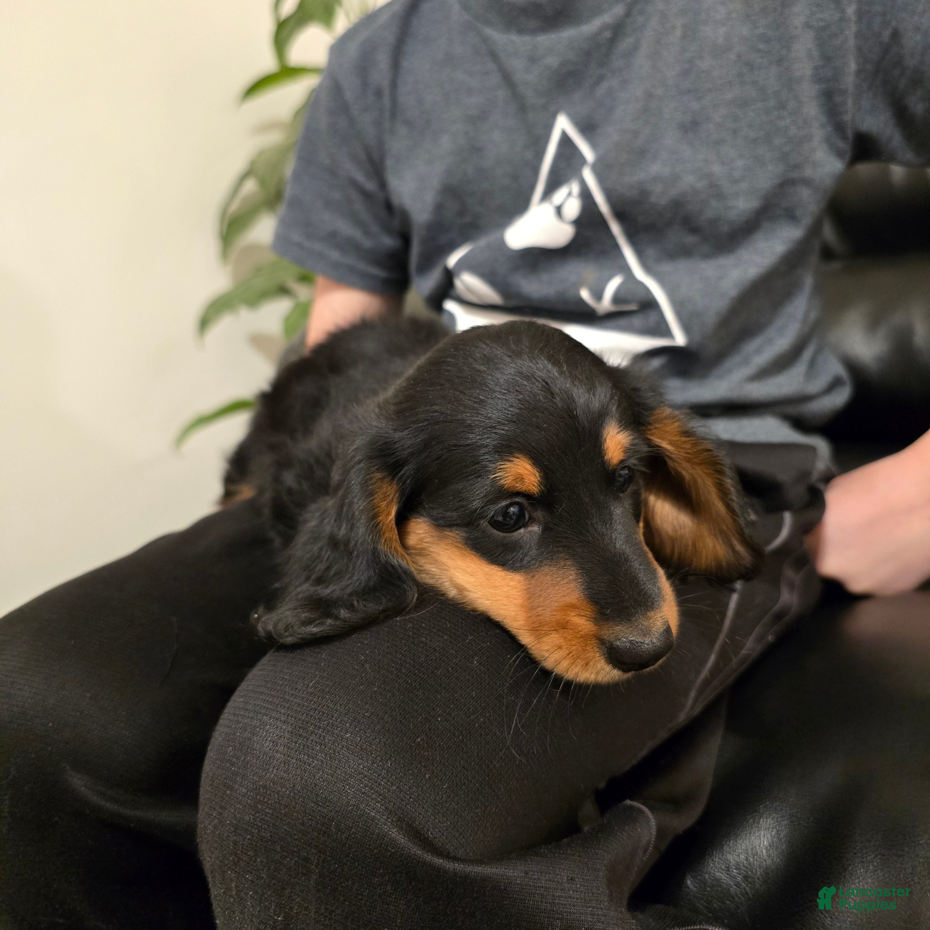 Miniature Dachshund dogs Theo  - Ad 2