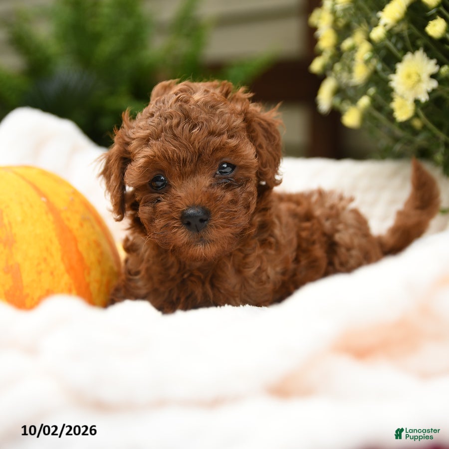 Toy Poodle dogs Flopsy - Ad 1