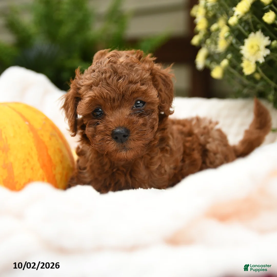 Toy Poodle dogs for sale: Flopsy - Ad 1