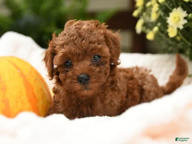 Toy Poodle dogs for sale: Flopsy - Ad 1