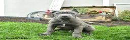 Cane Corso dogs for sale: Dexter  - Ad 4