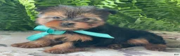 Yorkshire Terrier dogs for sale: Sushi - Ad 3