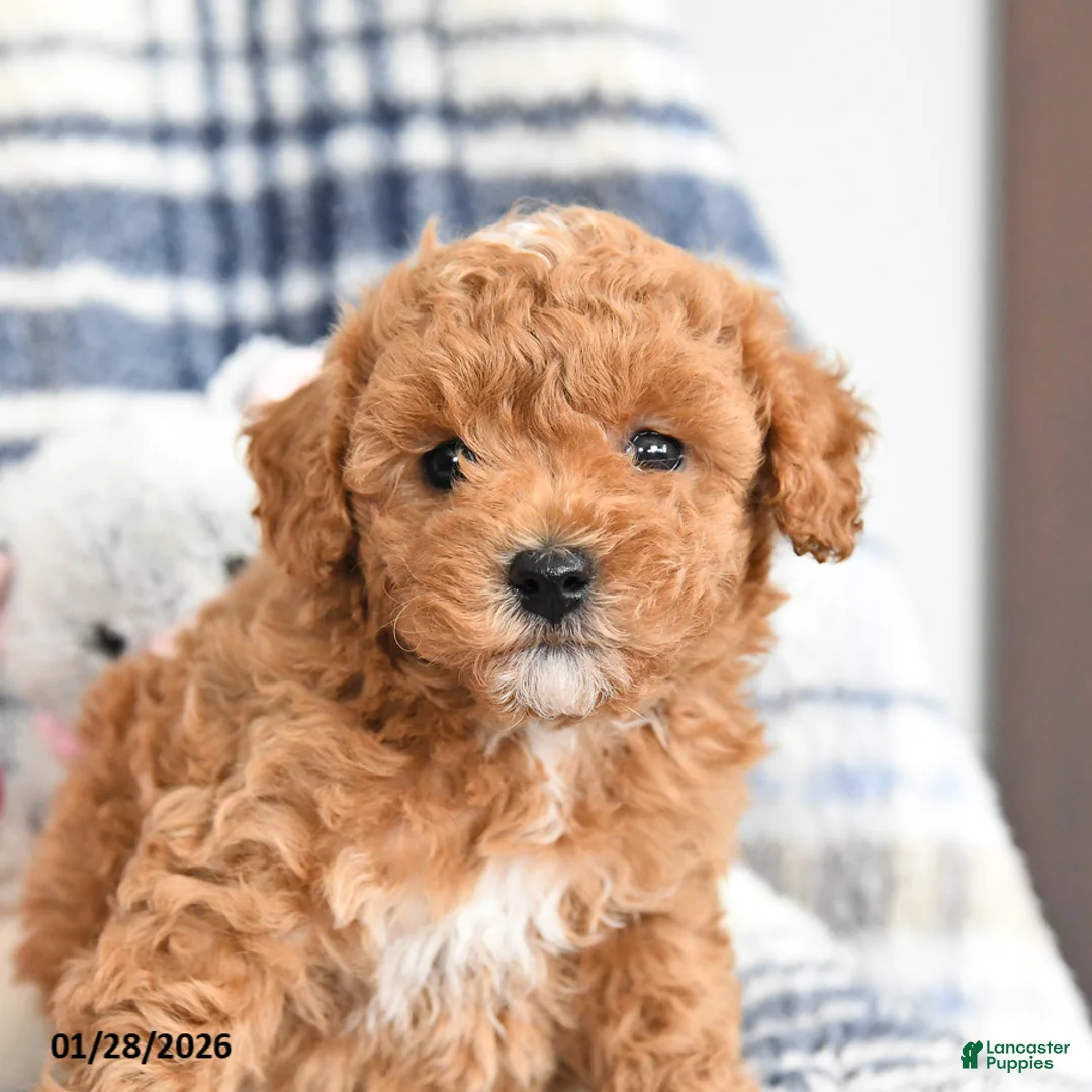 Havapoo dogs for sale: Tango - Ad 3