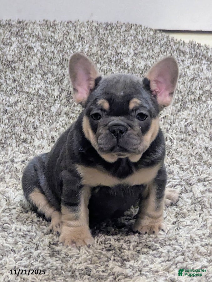 French Bulldog dogs Amber - Ad 25