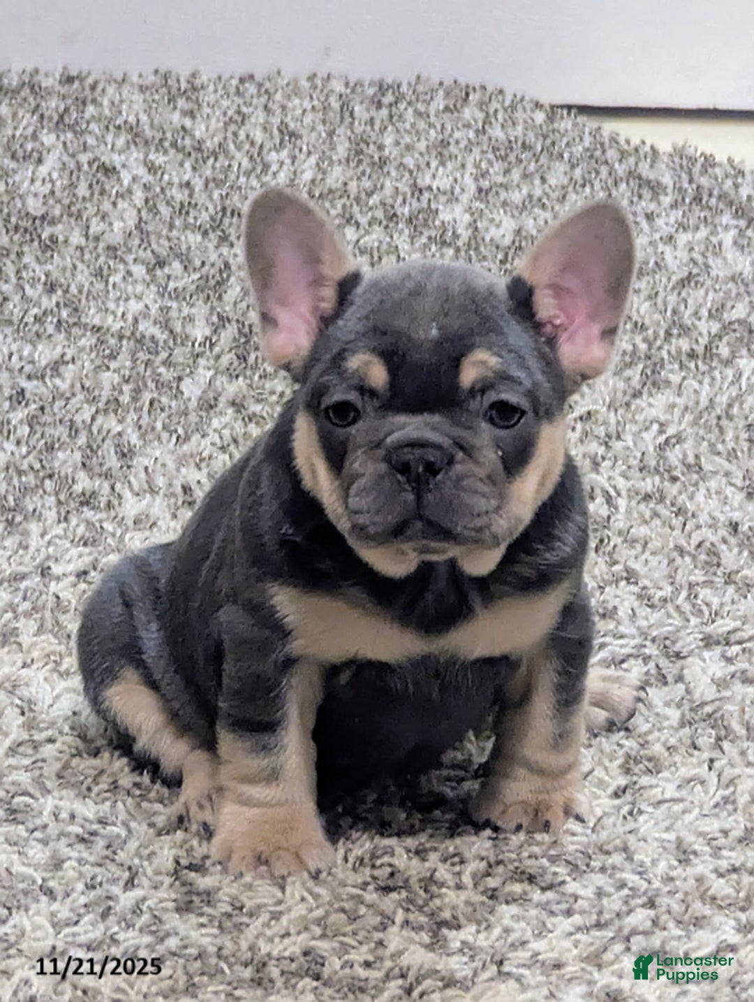 French Bulldog dogs for sale: Amber - Ad 1