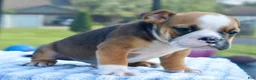 Mixed Breed dogs for sale: Bruno mini hybrid bulldog  - Ad 26
