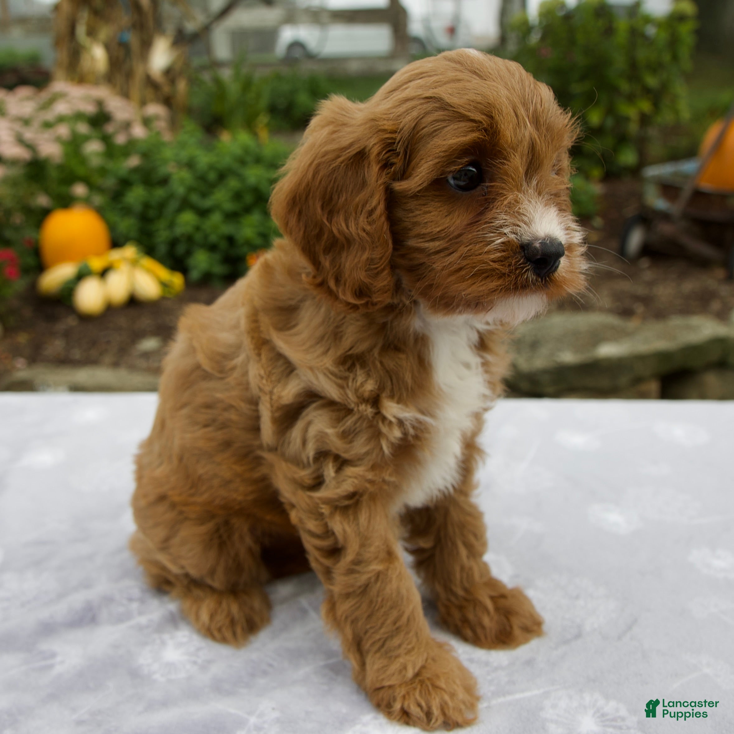 Cavapoo dogs Tessa - Ad 2