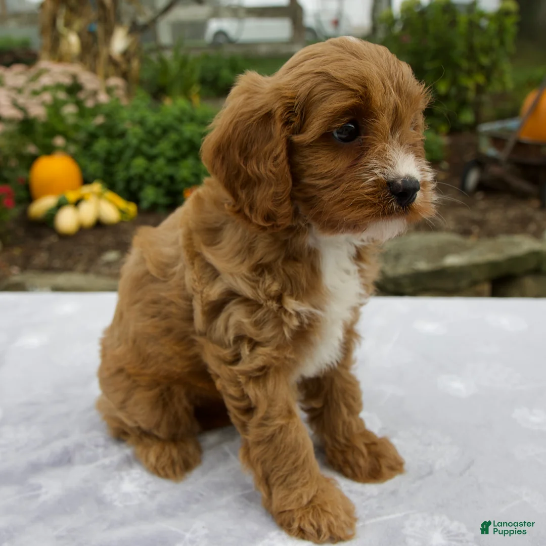Cavapoo dogs for sale: Tessa - Ad 2