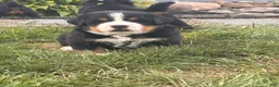 Bernese Mountain Dog dogs for sale: Bear - Ad 2