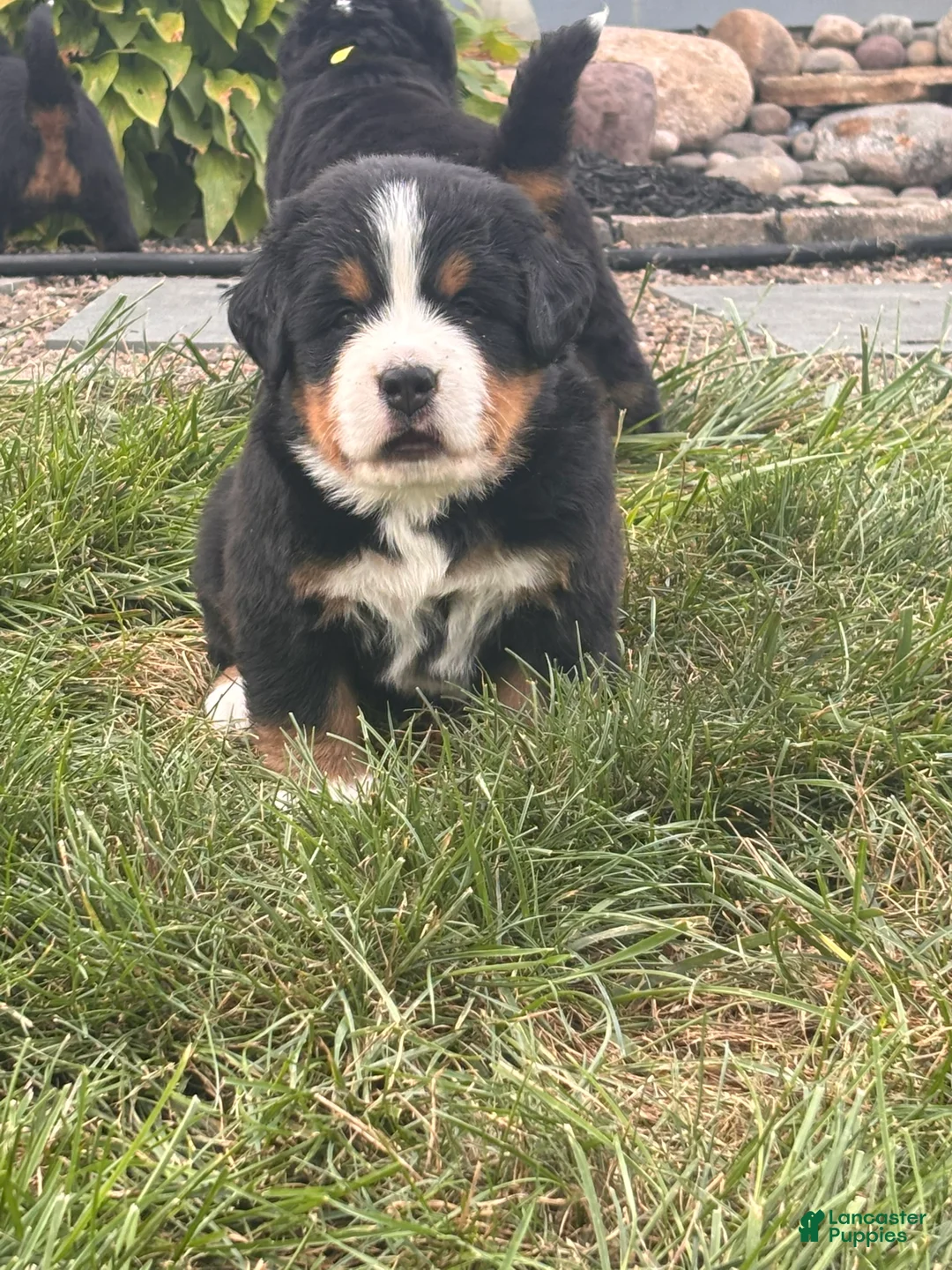 Bernese Mountain Dog dogs for sale: Bear - Ad 2
