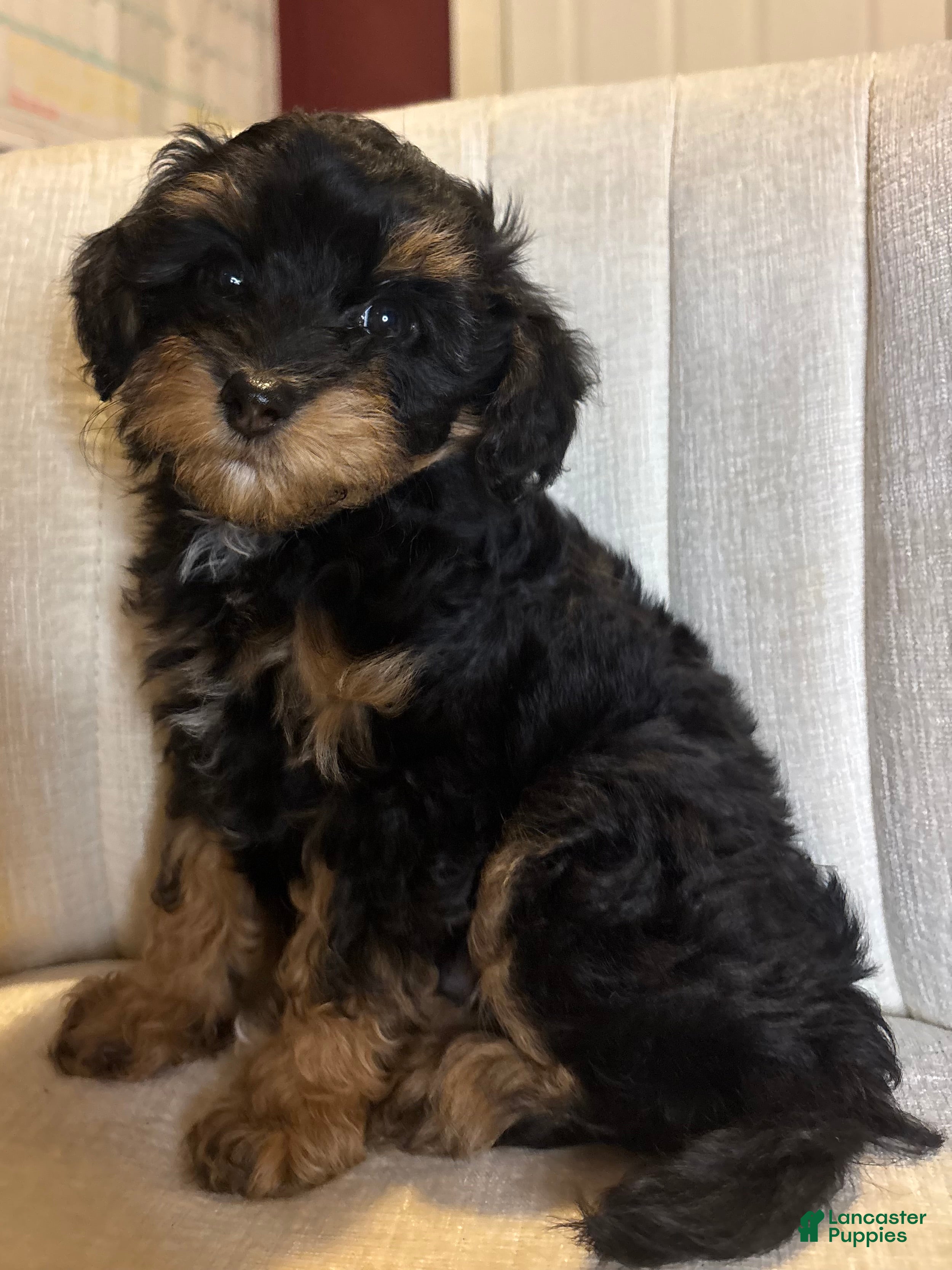 Cavapoo dogs for sale: Luca - Ad 2