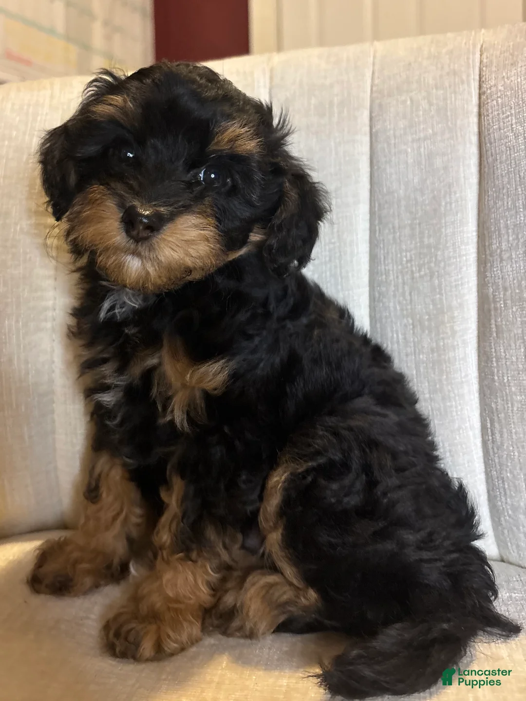 Cavapoo dogs for sale: Luca - Ad 1