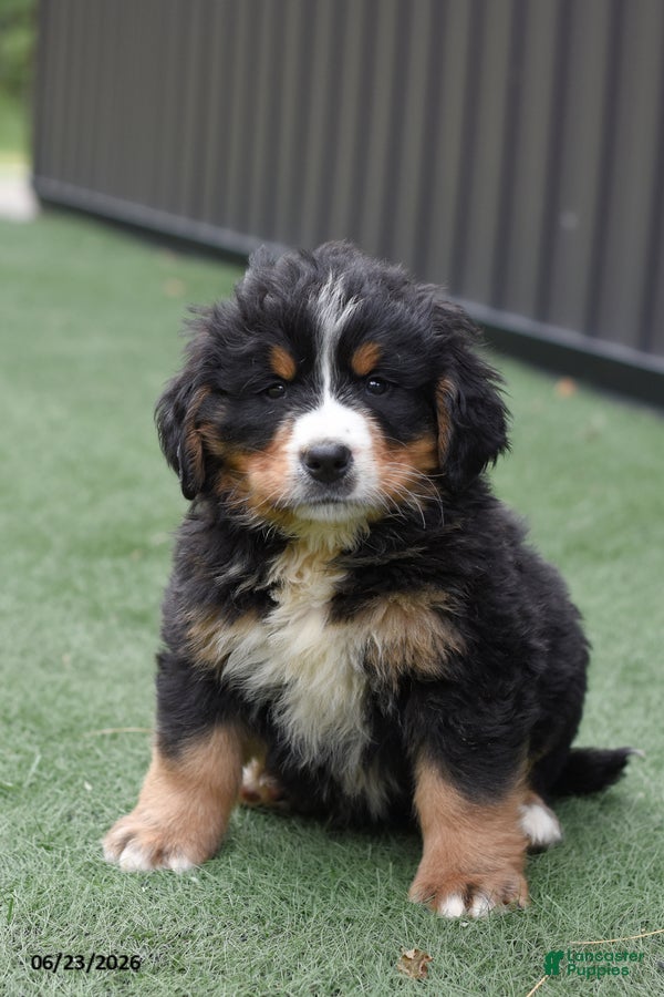 Bernese Mountain Dog dogs Dexter - Ad 1