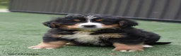 Bernese Mountain Dog dogs for sale: Dexter - Ad 1