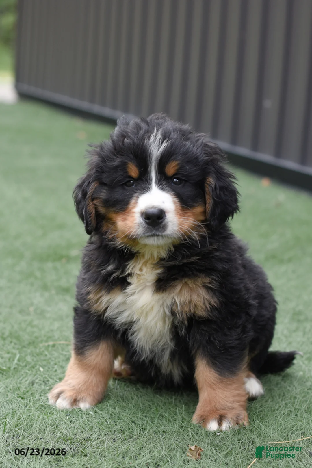 Bernese Mountain Dog dogs for sale: Dexter - Ad 1
