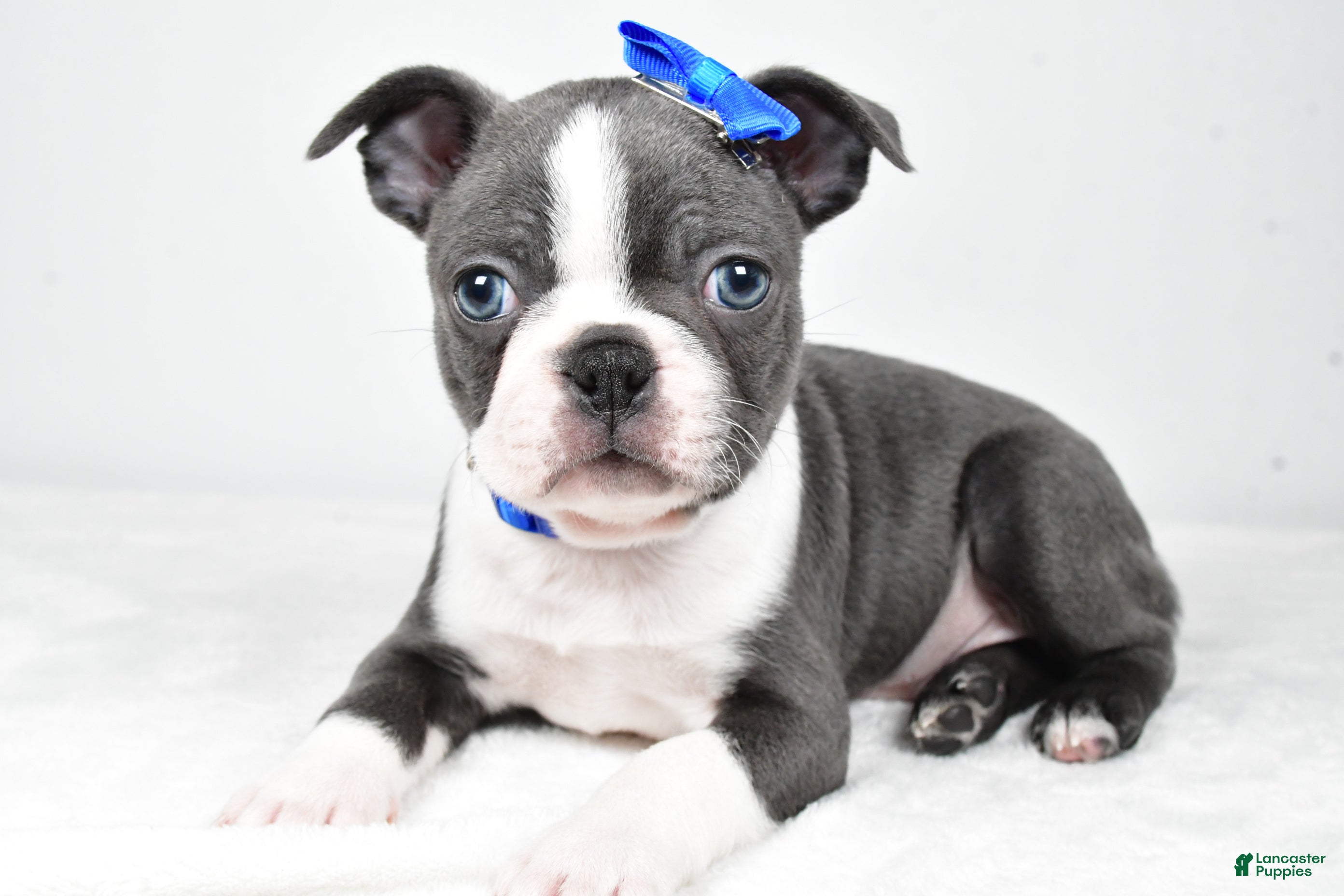 Boston Terrier dogs Griffin - Ad 2