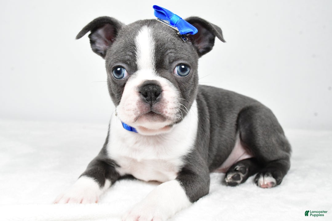 Boston Terrier dogs for sale: Griffin - Ad 1