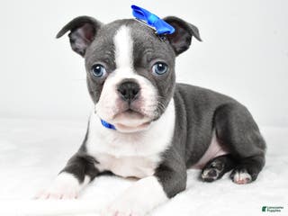 Boston Terrier dogs Griffin - Ad 34