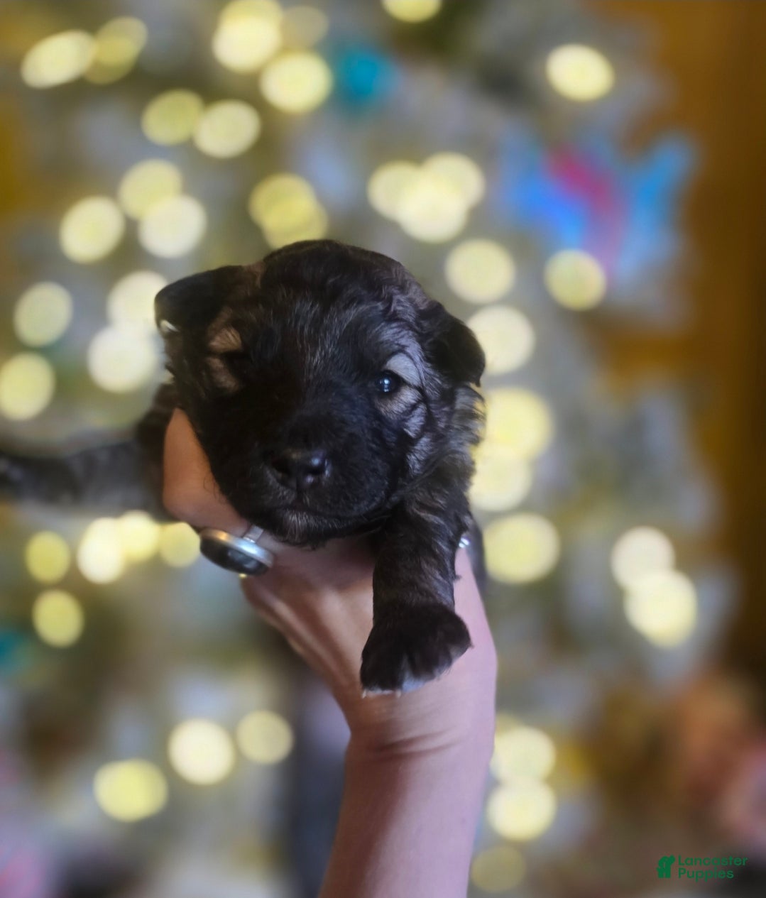 Mixed Breed dogs Eclipsa  - Ad 7