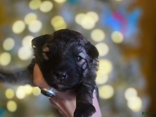 Mixed Breed dogs Eclipsa - Ad 7