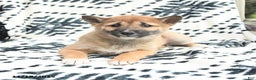 Shiba Inu dogs for sale: Nellie - Ad 5