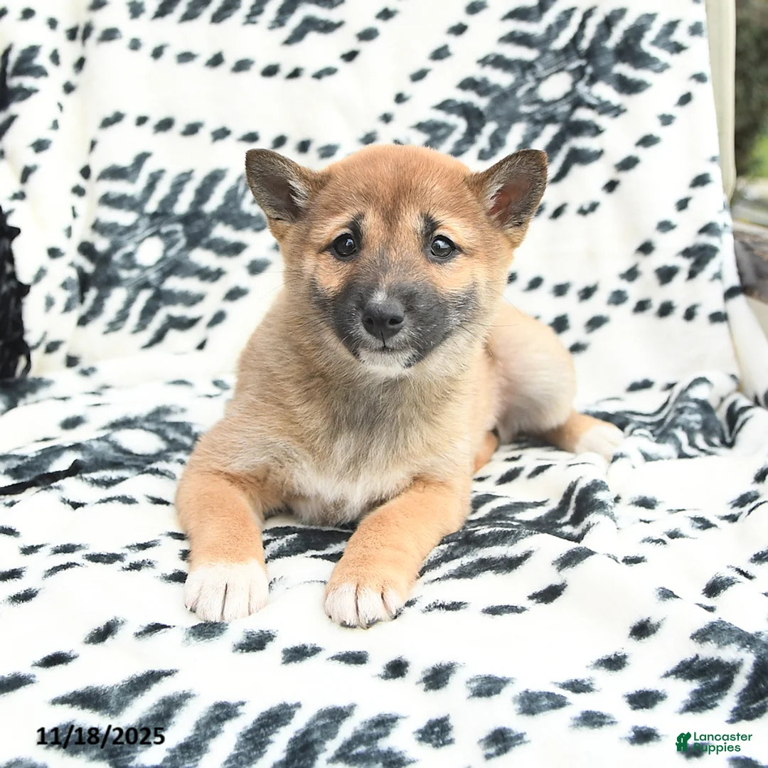 Shiba Inu dogs for sale: Nellie - Ad 5