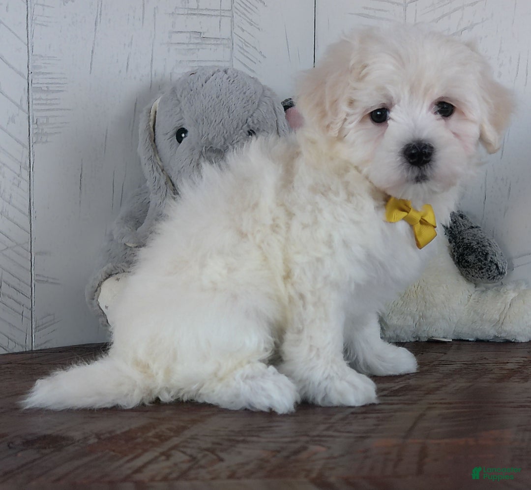 Mixed Breed dogs for sale: Nova - Ad 3