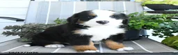 Bernese Mountain Dog dogs for sale: Isaac - Ad 2
