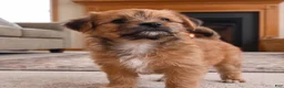 Morkie dogs for sale: Ace - Ad 6