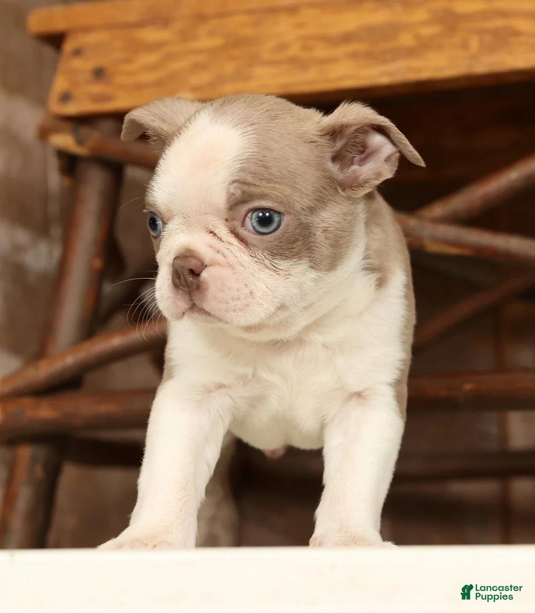 Boston Terrier dogs for sale: Rover - Ad 2