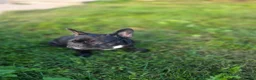 French Bulldog dogs for sale: Midnight - Ad 4