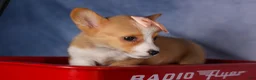 Welsh Corgi Pembroke dogs for sale: Carrie  - Ad 9